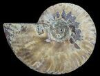 Agatized Ammonite Fossil (Half) #68817-1